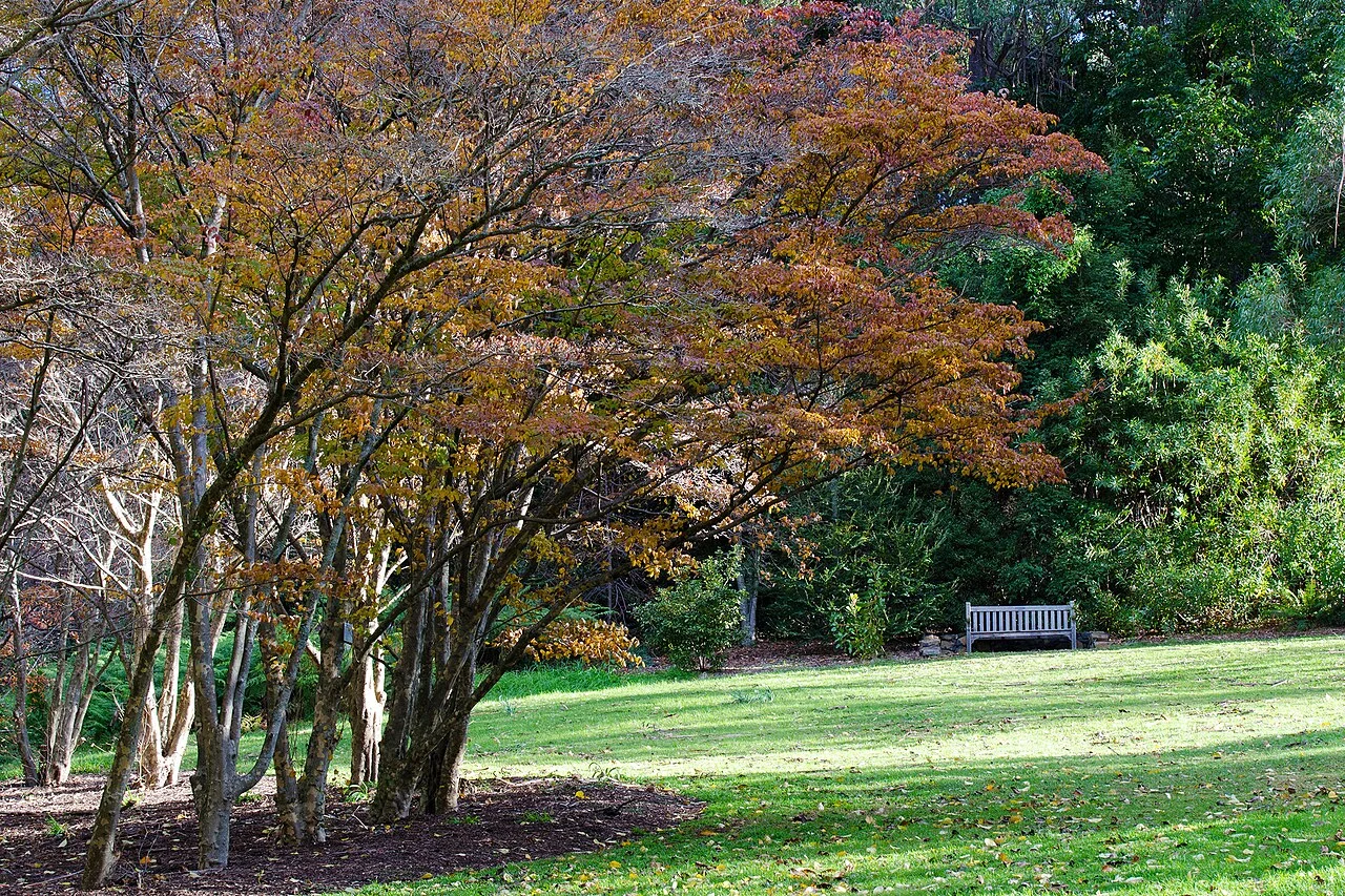 Blue Mountains Botanic Garden, Mount Tomah