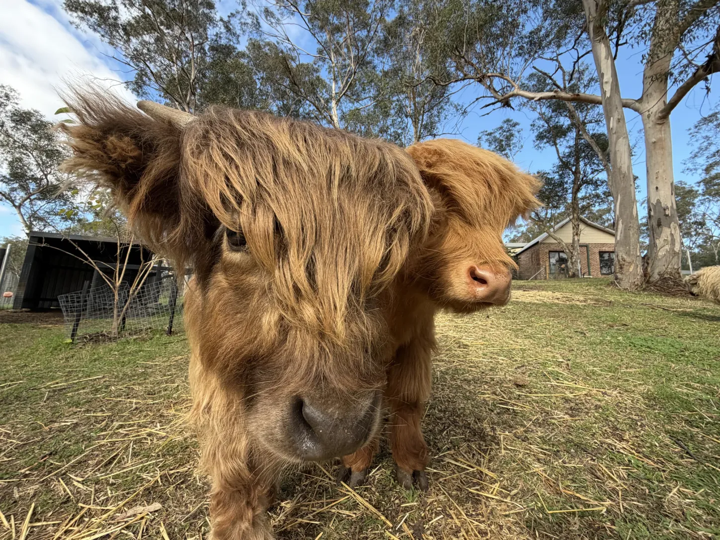 Close view of a Highland cow on the grounds