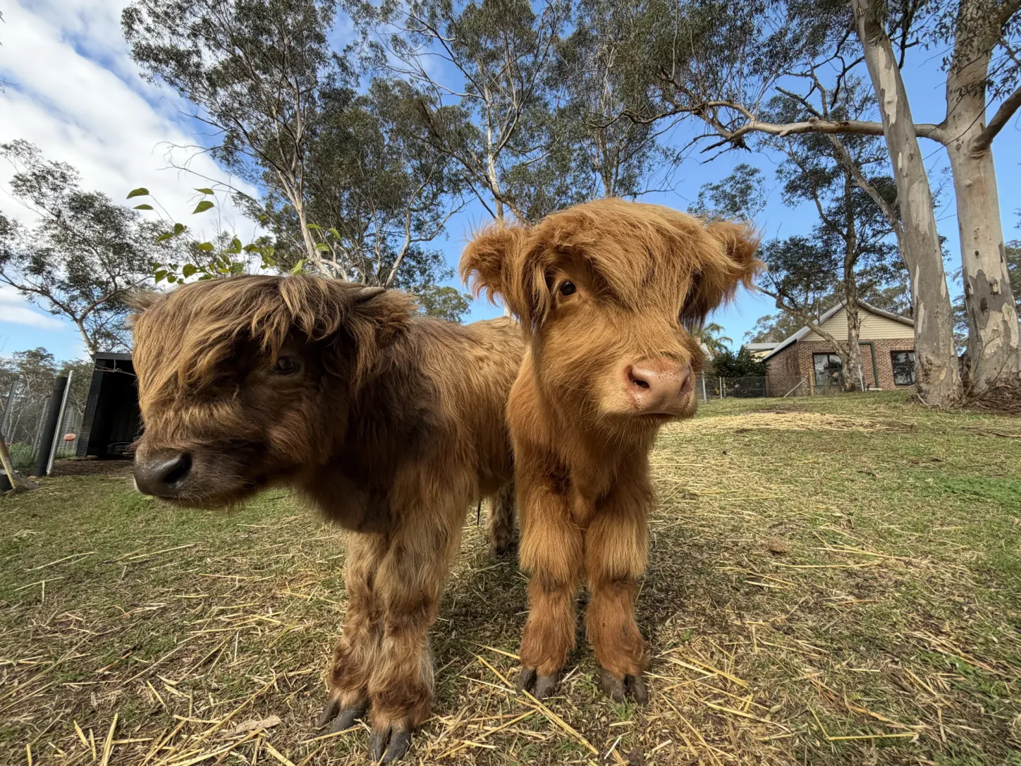 Two Highland cattle grazing on the property