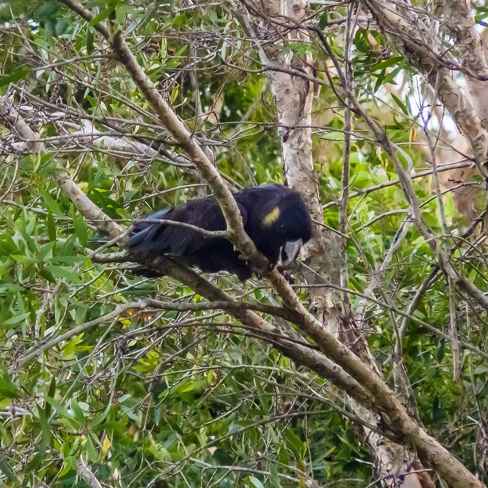 Yellow-tailed black cockatoo — reference photograph, not taken at this property