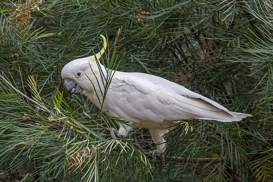 Sulphur-crested cockatoo — reference photograph, not taken at this property