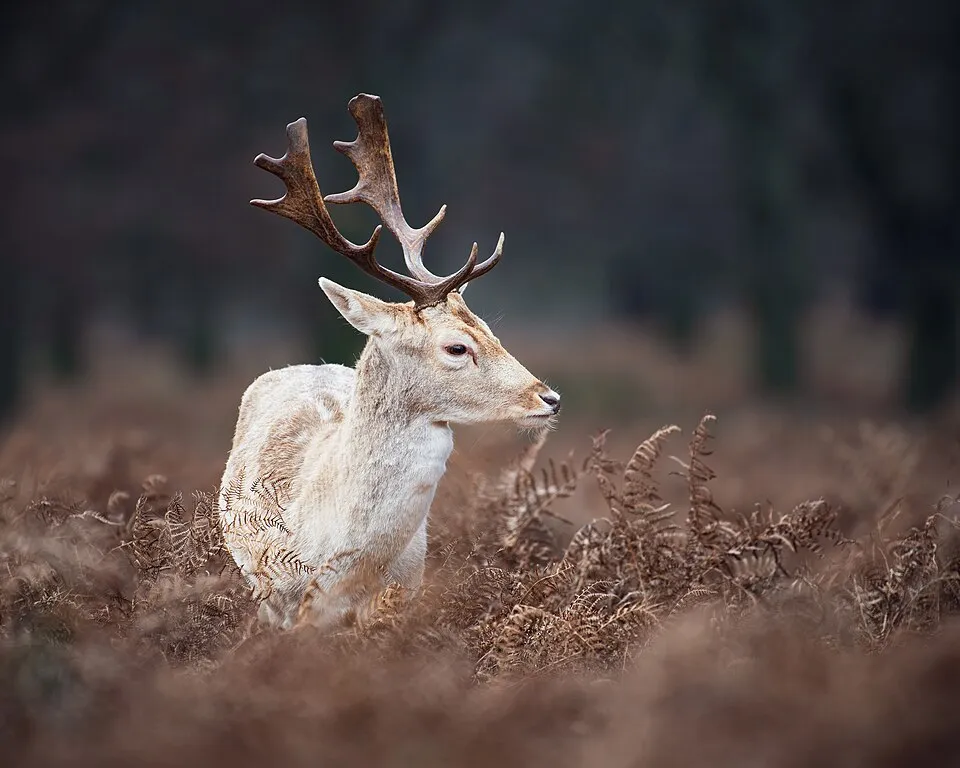 Fallow deer — reference photograph, not taken at this property