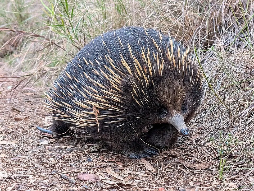 Short-beaked echidna — reference photograph, not taken at this property