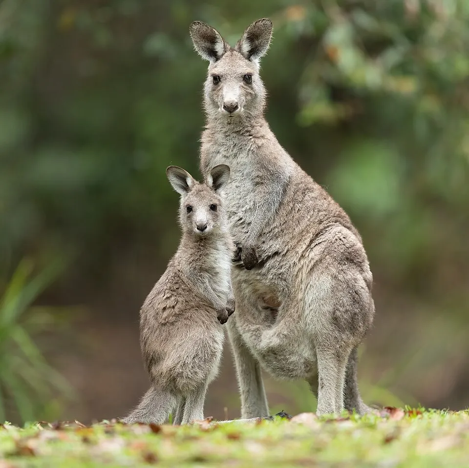 Eastern grey kangaroos — reference photograph, not taken at this property