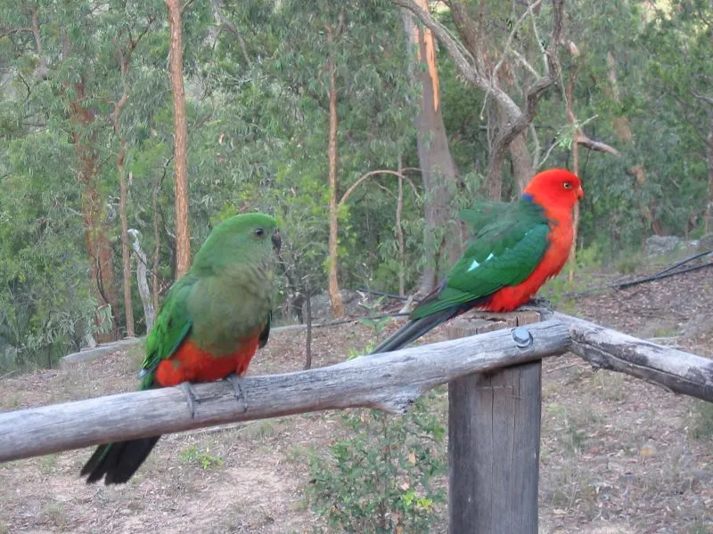 Australian king parrots — reference photograph, not taken at this property