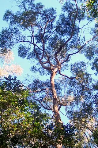 Red mahogany — reference photograph, not taken at this property