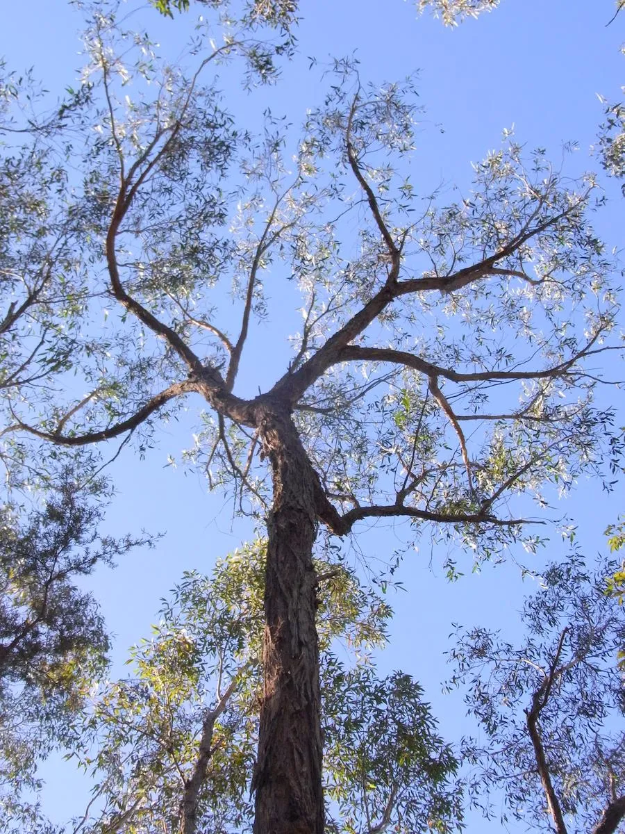 Stringybark — reference photograph, not taken at this property