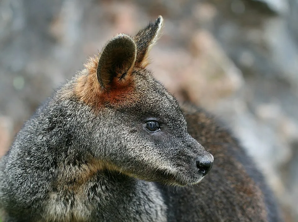 Swamp wallaby — reference photograph, not taken at this property