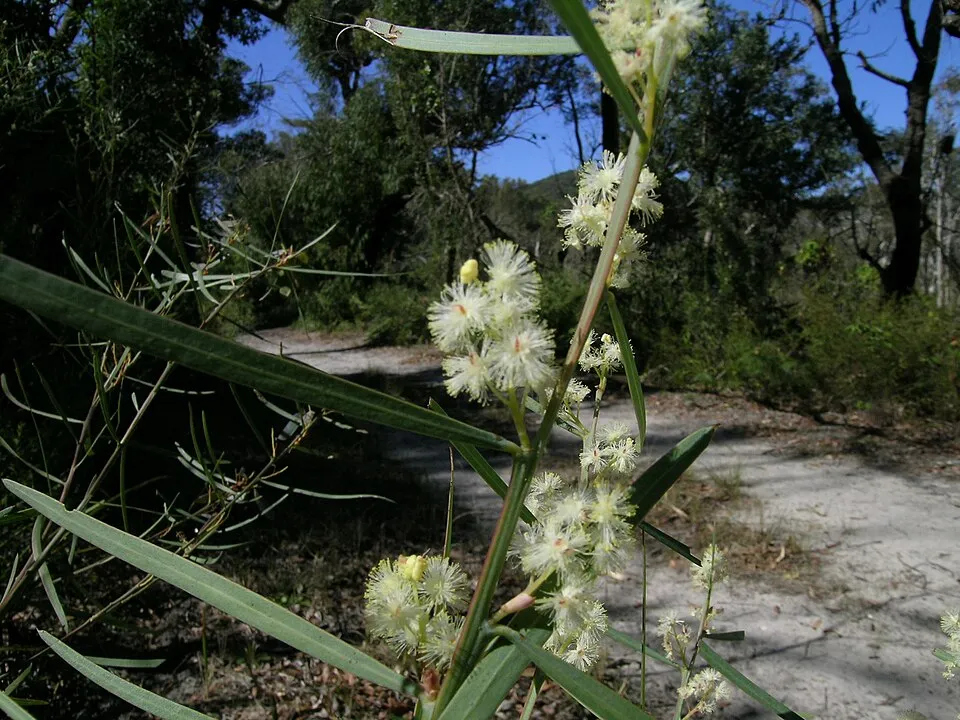 Sweet-scented wattle — reference photograph, not taken at this property
